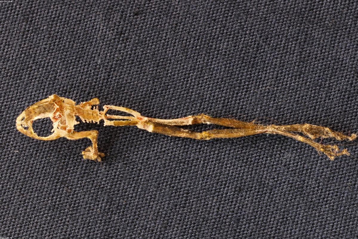 10 Reasons why Ruwanwelisaya should be on your bucket list