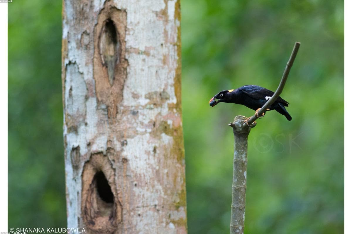 A photographer's perspective: Capturing the beauty of Jungle Beach