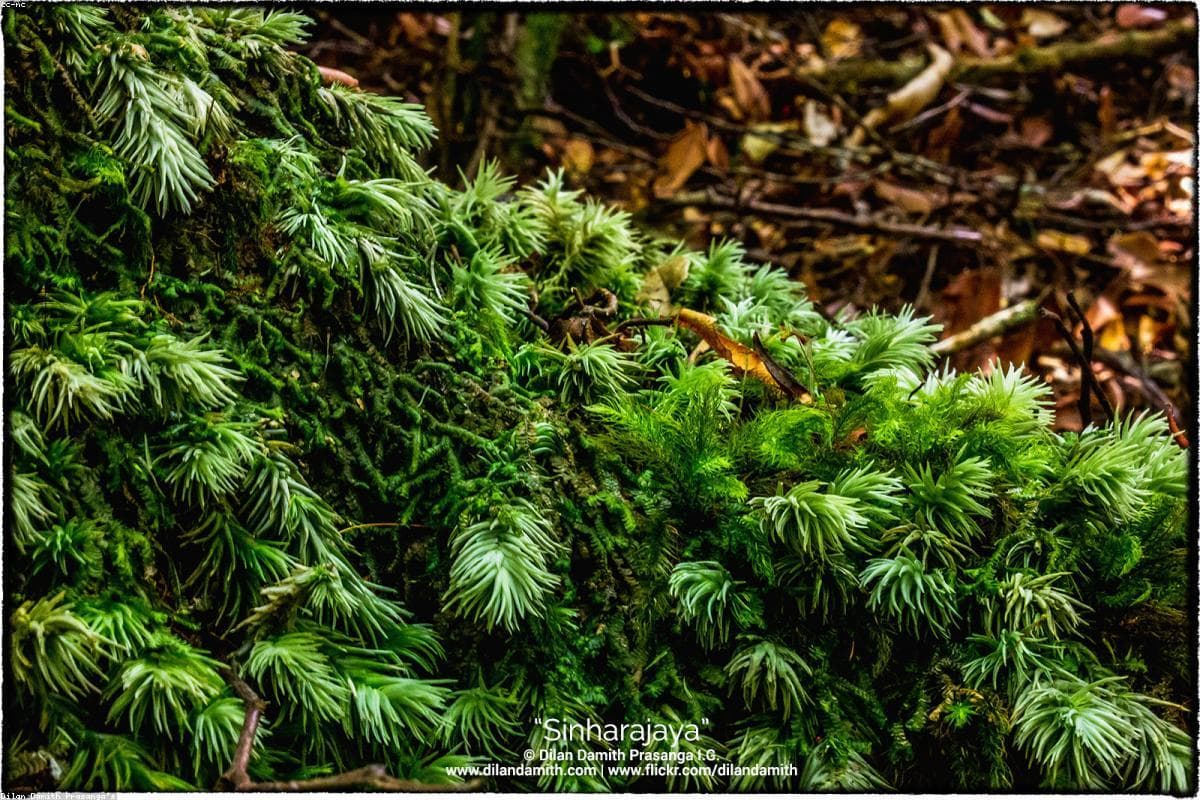 A photographer's perspective: Capturing the beauty of Pattipola Railway Station
