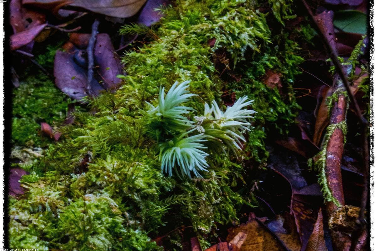 How to spend a perfect weekend in Aluvihare Rock Temple