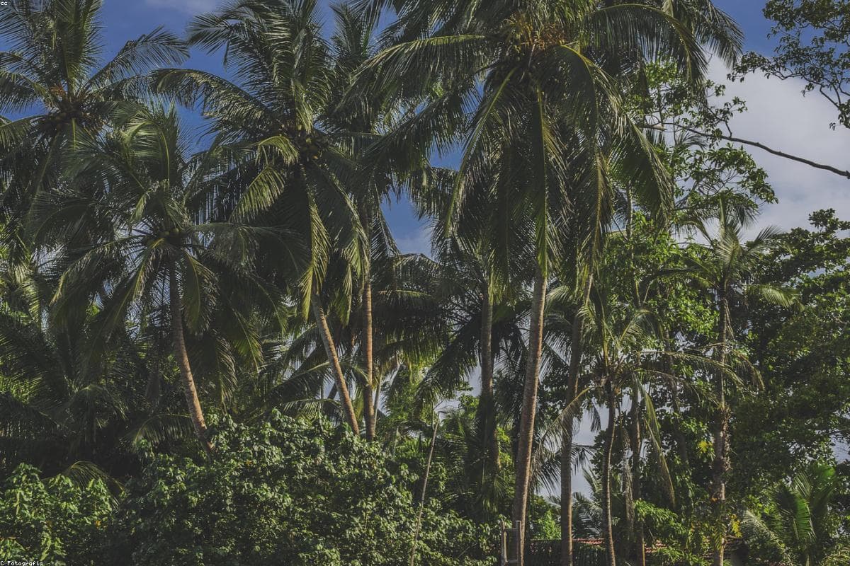 The ultimate guide to Beaches in Muthurajawela Marsh