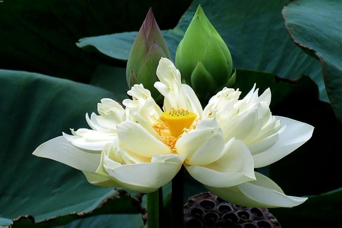 The ultimate guide to Budget in Yala National Park