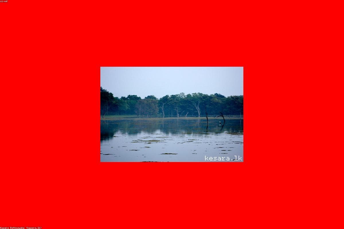 The ultimate guide to Wildlife in Bellanwila Park