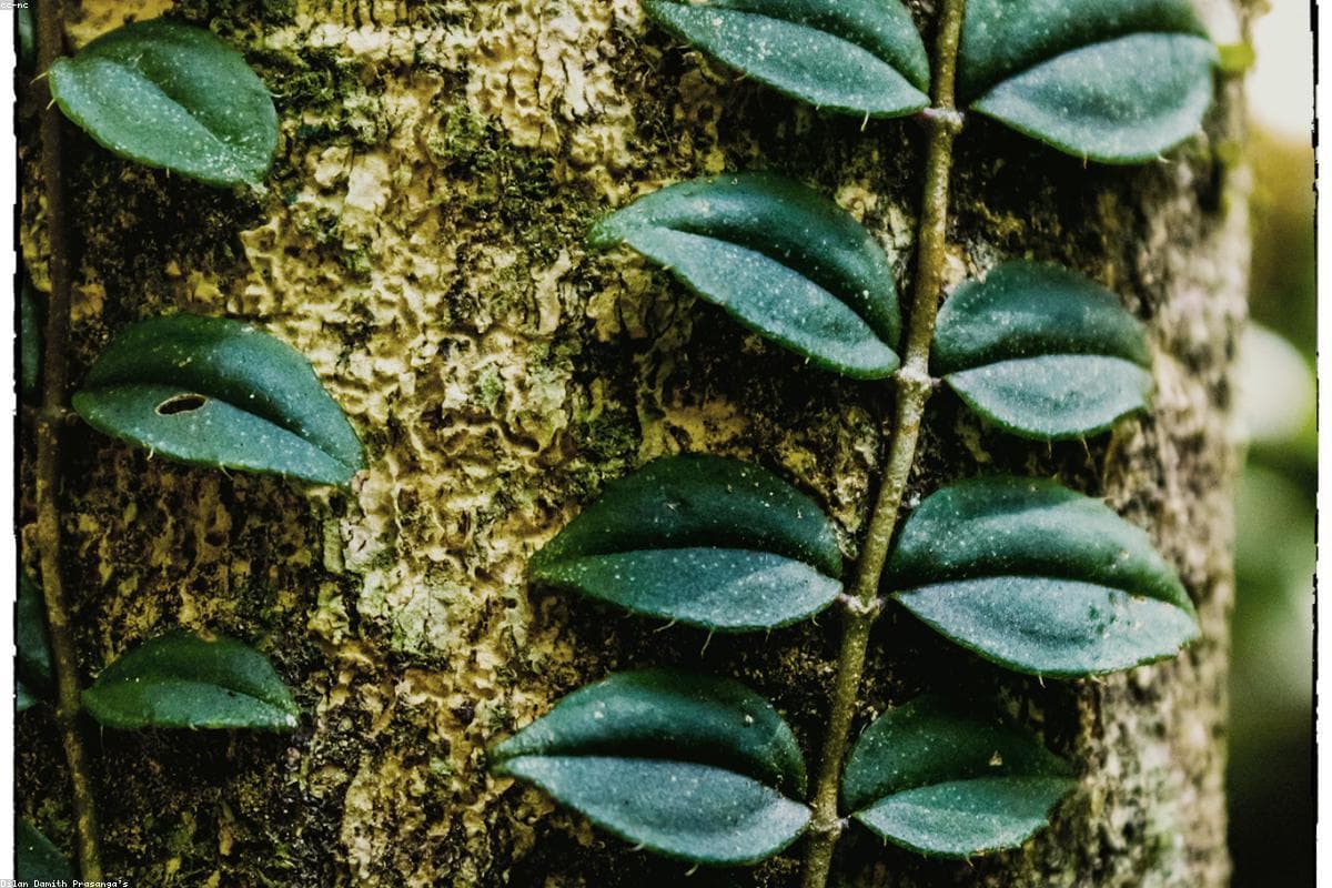 Полный путеводитель по дикой природе в национальном парке Бундала