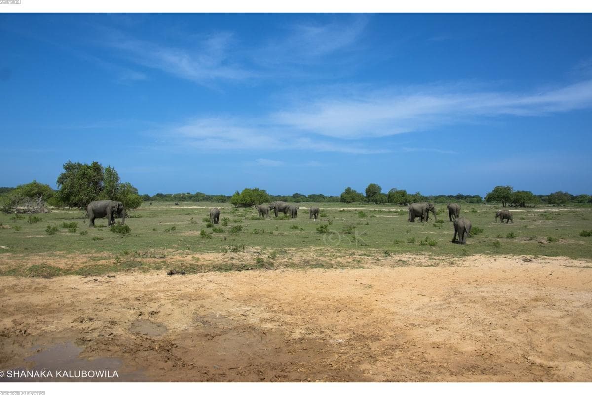 Полный путеводитель по дикой природе Ланкатилака Вихара