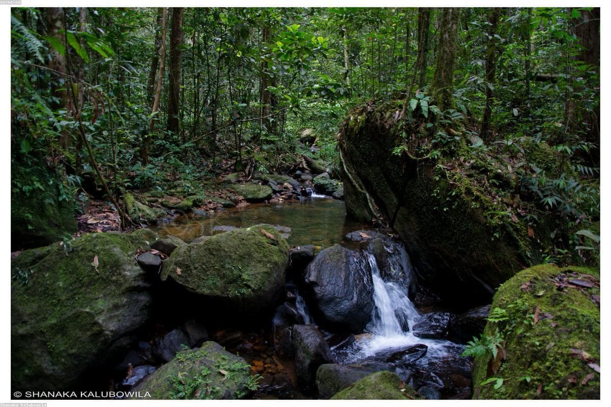 Топ-10 вещей, которые стоит сделать в Мирисаветия Вихара в этом году