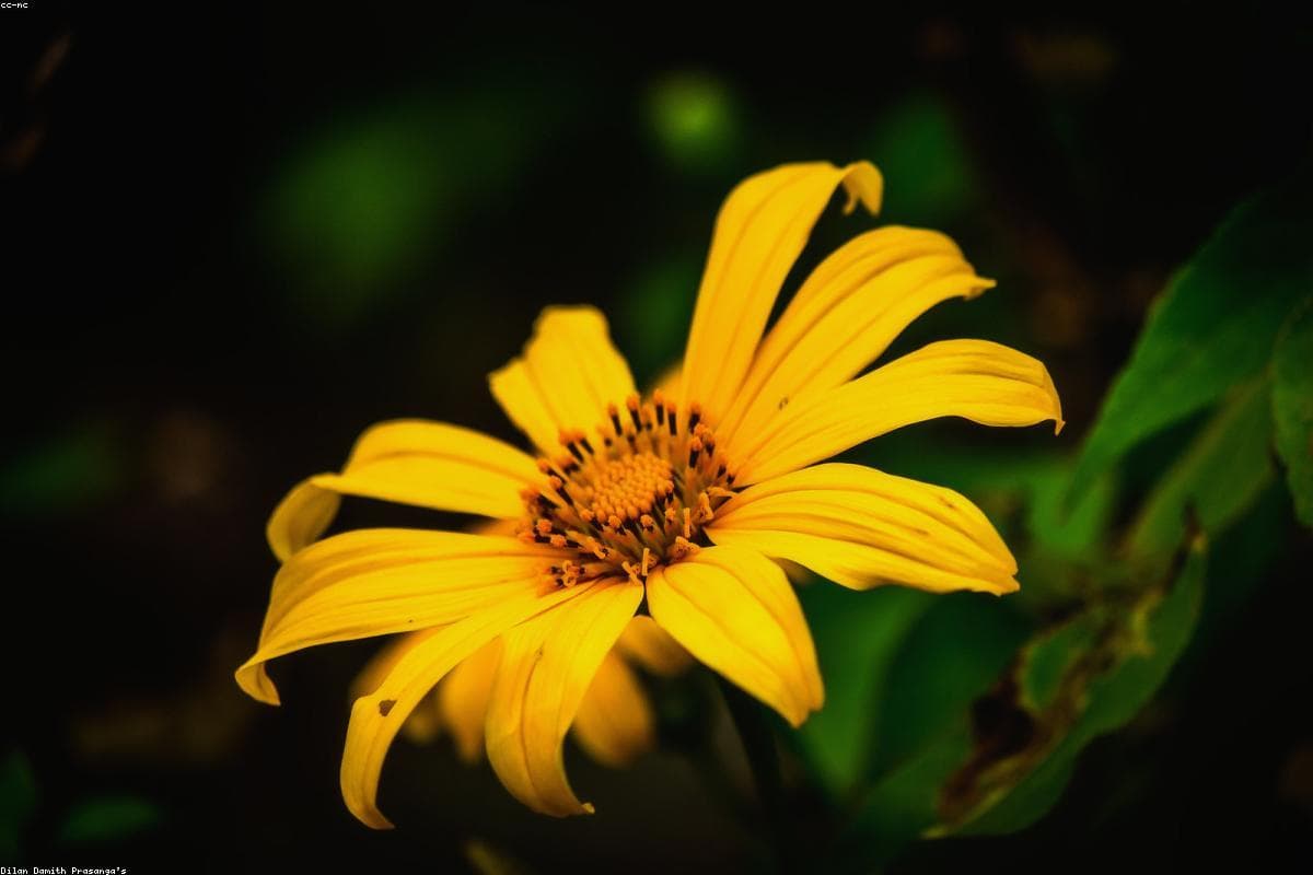 Unforgettable memories: My journey through Muthiyangana Raja Maha Vihara