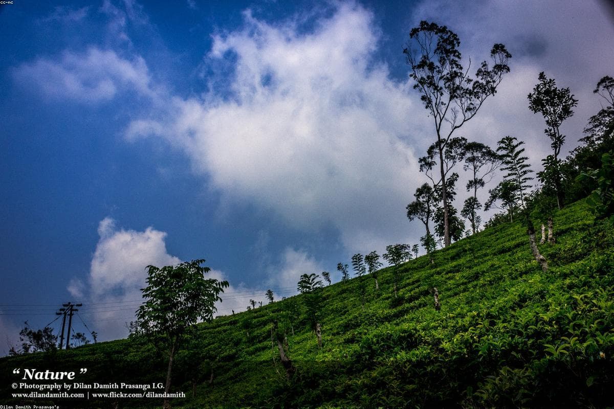 В поисках «большой пятёрки» Шри-Ланки