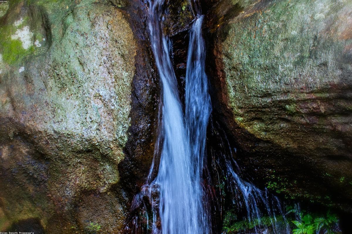 Where to find the best Wildlife in Ridi Viharaya