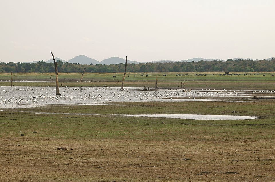 Minneriya National Park