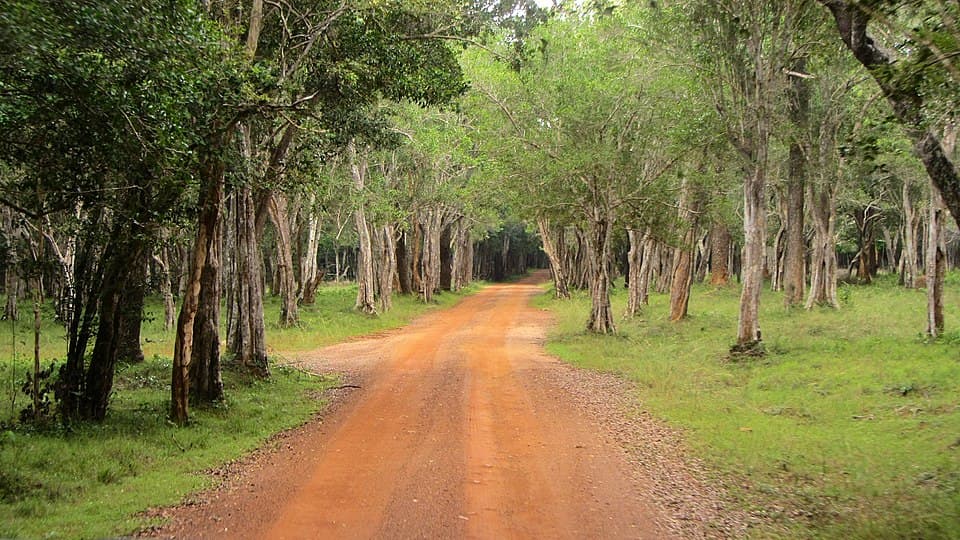 Wilpattu National Park