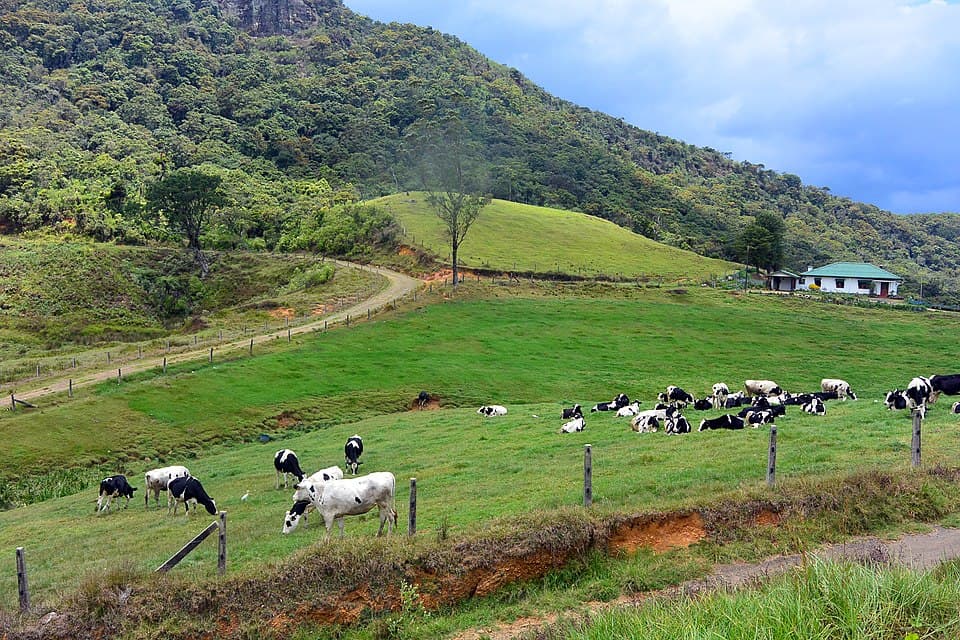 Ambewela