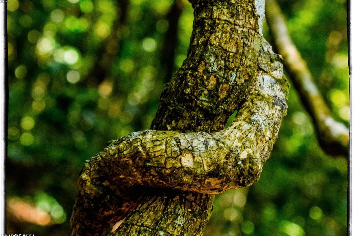 Взгляд фотографа: запечатлеть красоту железнодорожного вокзала Паттипола