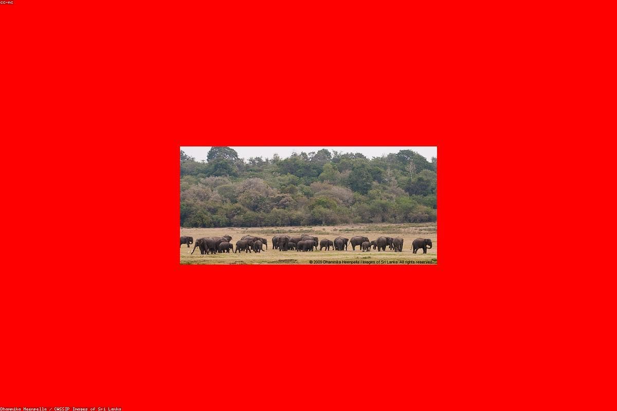 10 Reasons why Pinnawala Elephant Orphanage should be on your bucket list