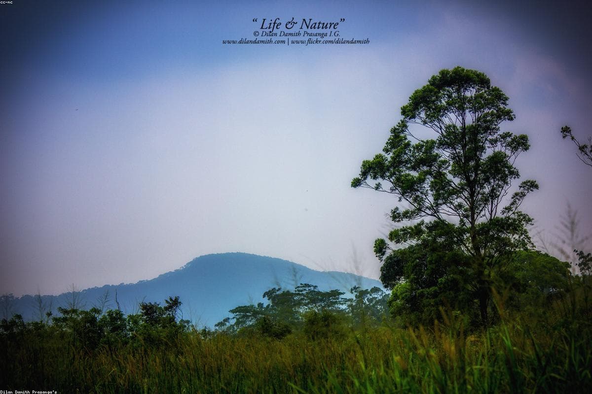 A photographer's perspective: Capturing the beauty of Wirawila Bird Sanctuary