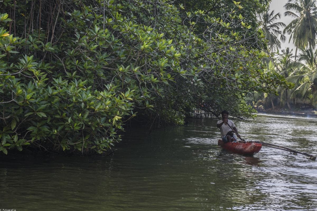 Exploring the hidden gems of Hakgala Botanical Garden