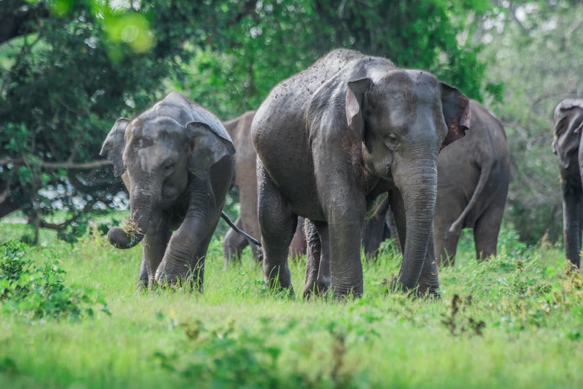 The Great Elephant Gathering Safari