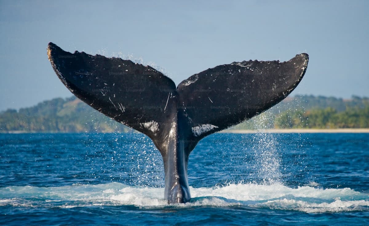 Mirissa Blue Whale Safari