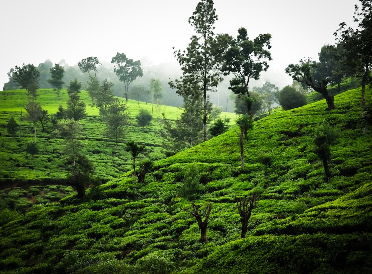 Misty Nuwara Eliya Tea Escape