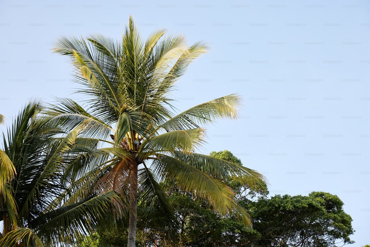 Sinharaja Tropical Rainforest Trek