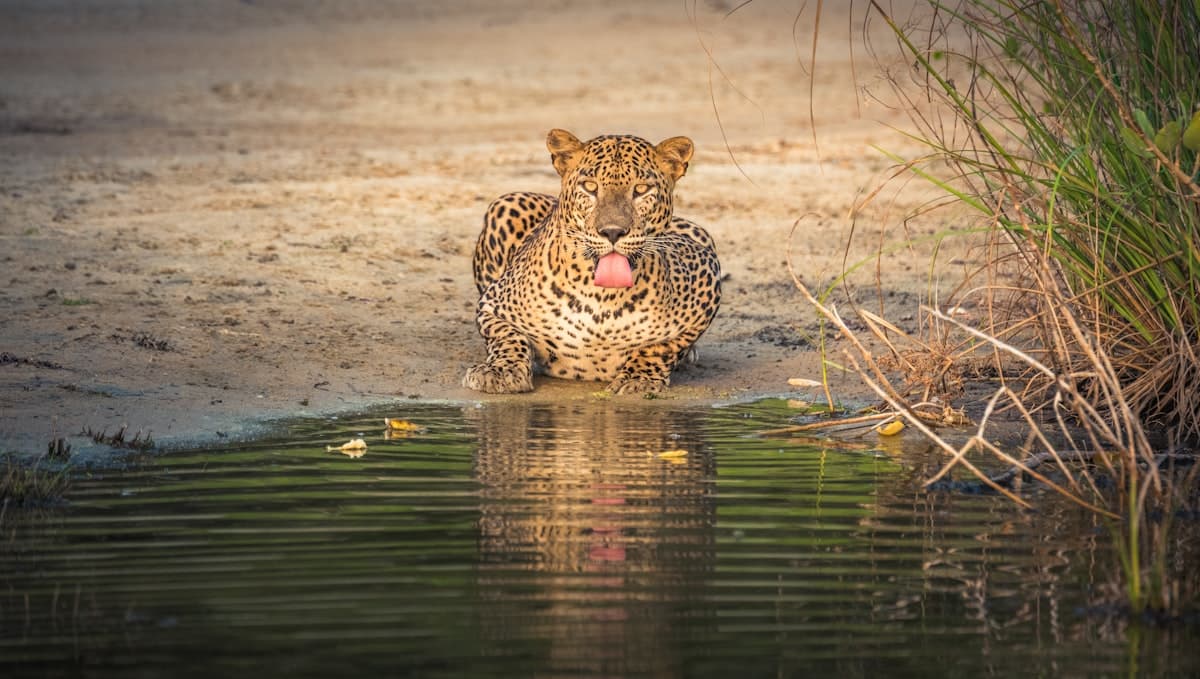 Wilpattu Lakes & Leopards Safari